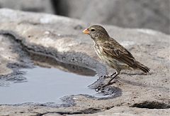 Small Ground-Finch